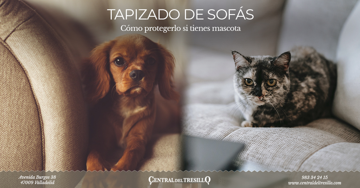 Así puedes proteger el tapizado de sofá de tus mascotas